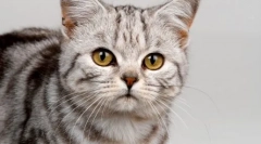 Miért hozza az egereket a tulajdonosoknak