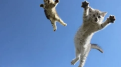 Miért macskák a 4 mancson: tudományos magyarázat