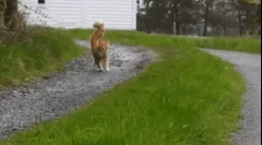 Miért hullámzik a macskák a farok?