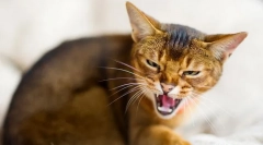 Miért sziszegszenek a macskák?