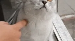 Miért néz ki a macskák az ürességre?