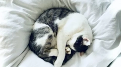 Miért aludnak a macskák a tulajdonosokkal?