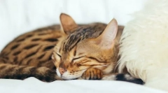 Miért aludnak a macskák?