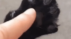 Miért van a macskák karmai?