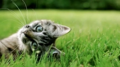 Miért hengerelte a macskák: 8 válasz egy egyszerű kérdésre