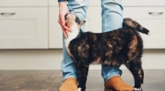 Miért dörzsölje a macskákat a lábakról?