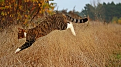 Miért hagyják el a macskákat?