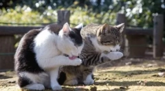 Miért mossa meg a macskákat, de nincsenek kutyák