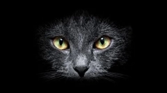 Miért látják a macskákat a sötétben