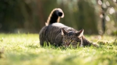 Miért kívánja a macskákat a farokhoz?