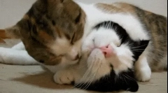Miért nyalják egymást a macskák?