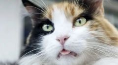 Miért helyezik a macskákat?