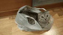 Miért a macska nyalogatja a polietilén csomagokat és hogyan kell elhagyni őt ebből a szokásból