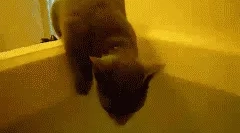 Miért nem szeretik a macskákat?