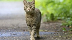 Miért nem veszik a macskákat a házban: okok és jelek