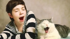 Miért ásítanak macskák