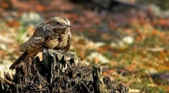 Miért viseli a kecske ilyen nevet?