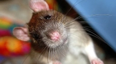 Miért kopogott a patkány, kattintás és fogak a fogakkal