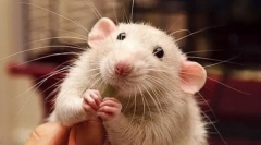 Miért mosolyog a patkány és nevet