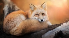 Miért fontolja meg a róka ravaszságát?