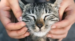 Miért szeretik a macskákat?