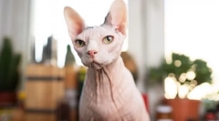 Miért nem szeretik az emberek macskákat?