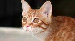 Miért hazudik a macska?