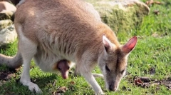 Miért hívják az emlősöket?