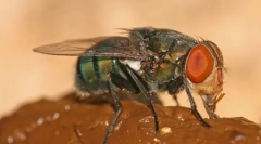 Miért olyanok, mint a trágya?