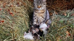 Miért macska morchat: rejtélyes rejtélyek bolyhos háziállatok