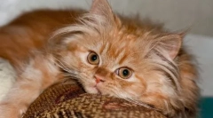 Miért szeretjük a macskákat - szakértői véleményt