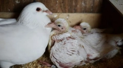 Miért soha nem látunk galambokat. Elrejtik őket?