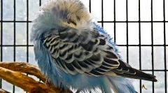 Miért volt hullámos papagáj