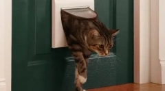 Miért nem szeretik a macskák a zárt ajtók?