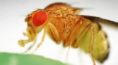 Miért a gyümölcs repül, így a szeretet genetika?