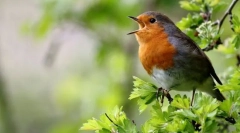 Miért énekelnek a madarak?