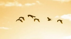 Miért repülnek a madarak délre?