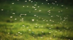 Miért szúnyog zongora?