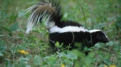 Miért szagolja a skunk rossz?