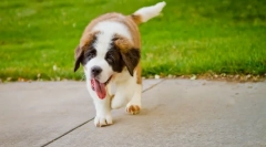 Miért gyakran lélegzik a kutya?