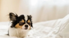 Miért gyakran a kutya letölti?