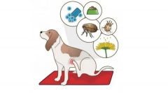 Miért kutya viszketés?