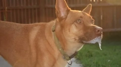 Miért húzza a kutyát egy álomban