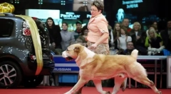 Miért kell a kutya bal oldalán a tulajdonos