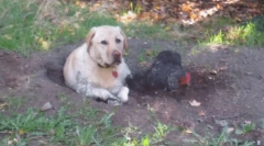 Miért eszik a kutyát