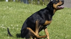 Miért megy a kutya a pápa