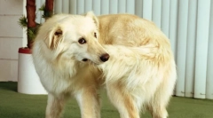 Miért csúszik a kutya a farkát?