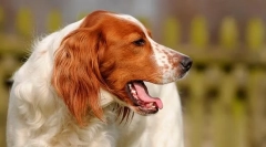 Miért kutya köhög