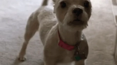 Miért kutya levelek