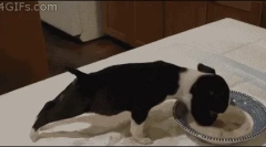 Miért nem eszik száraz ételeket?